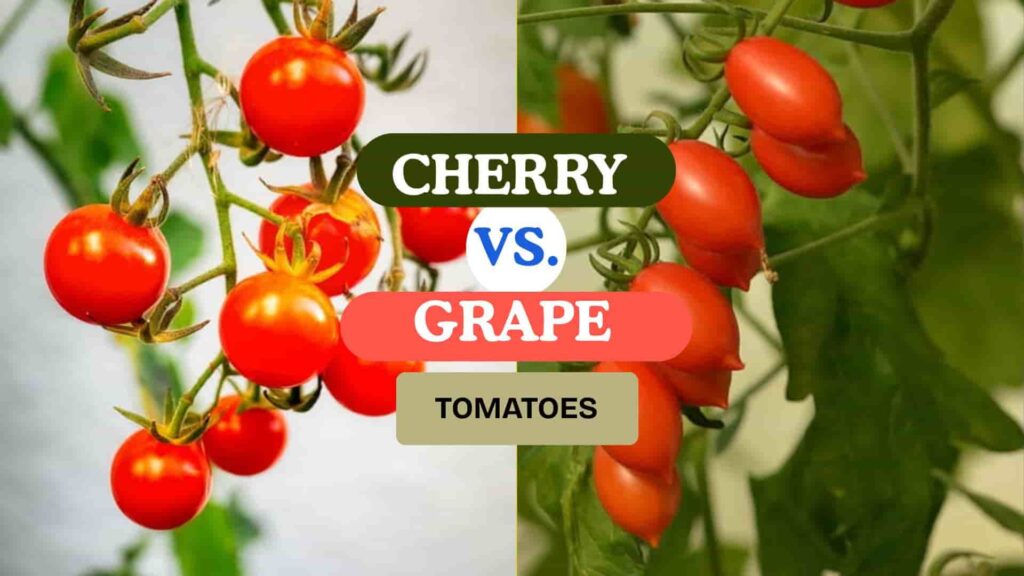 cherry tomatoes vs grape tomatoes