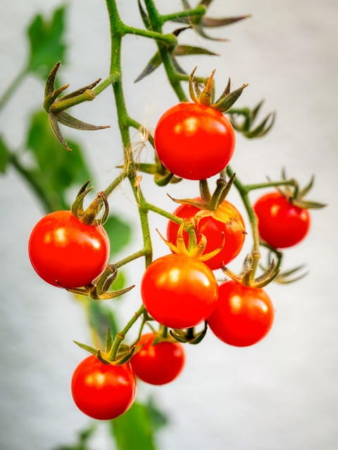 cherry tomatoes on a vine