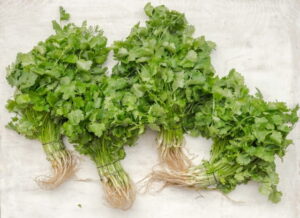 coriander bundles