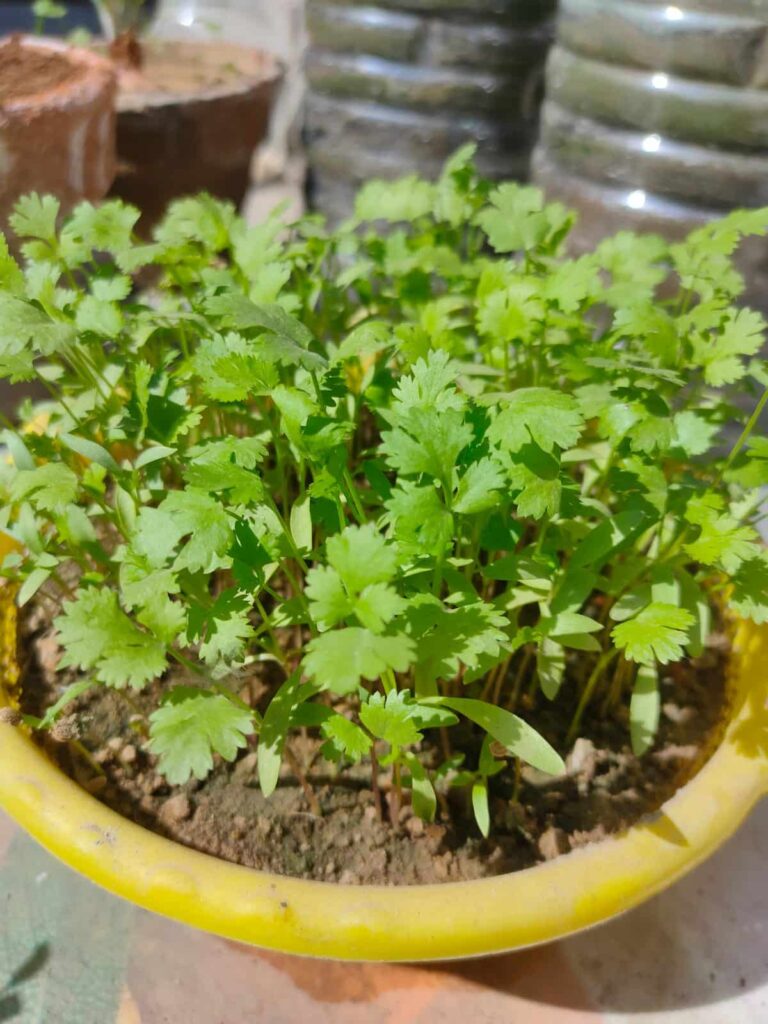 coriander fully grown ready to harvest