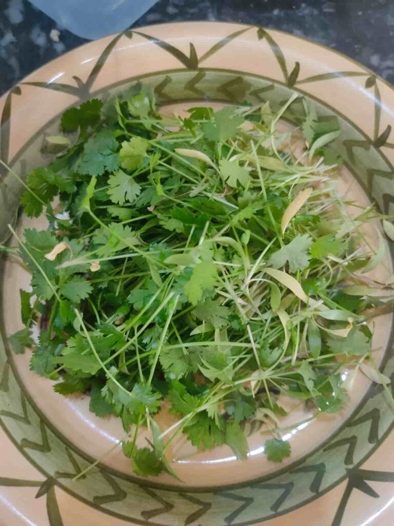 coriander harvested