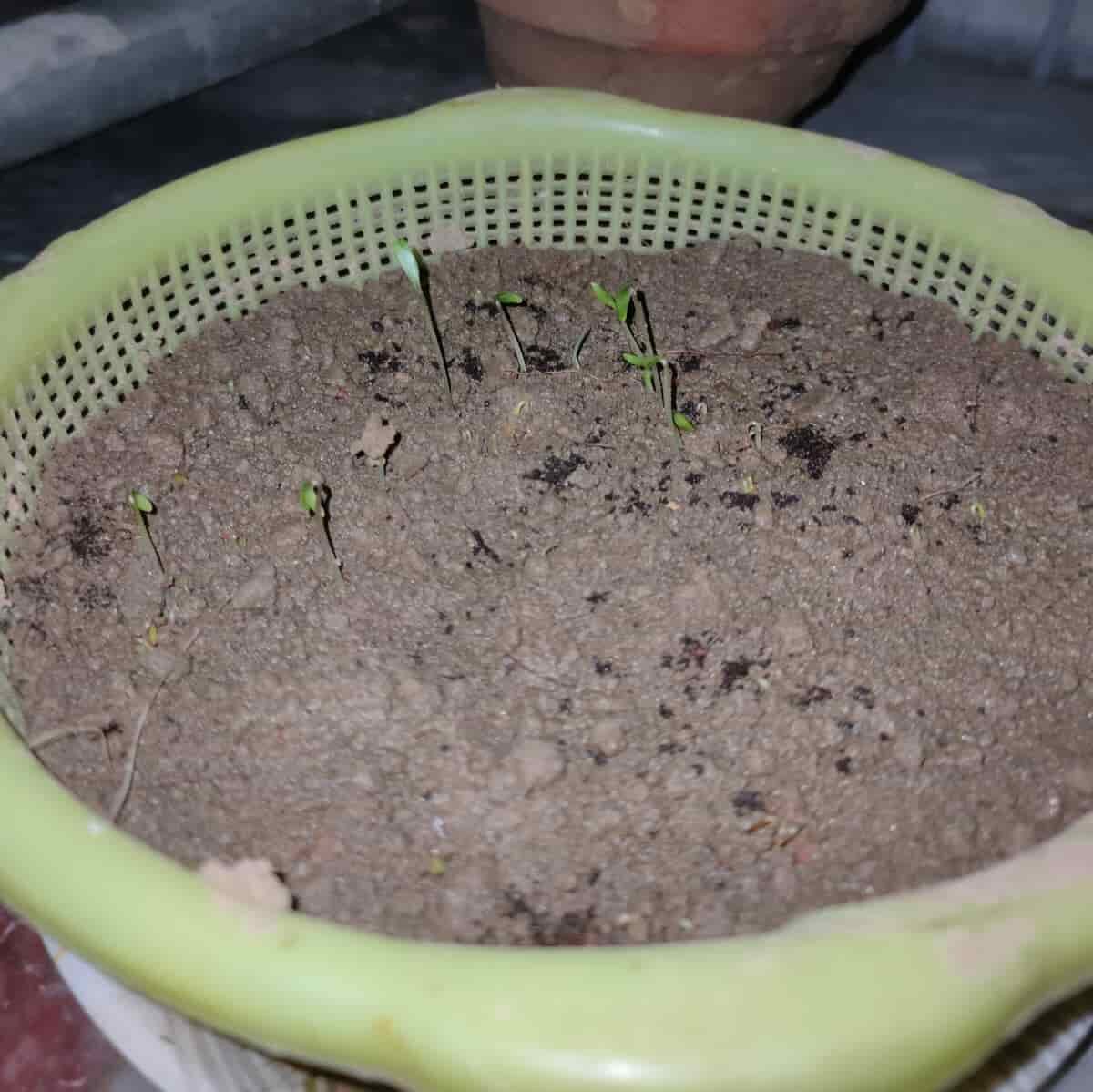 coriander seedlings sprouting from soil