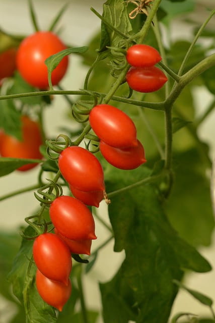 grape tomatoes on a vine