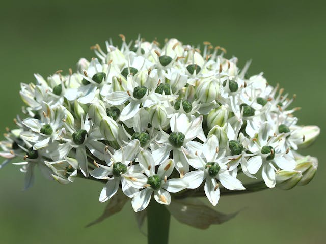 green onion flowers