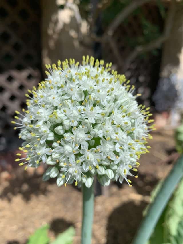 green onion flower