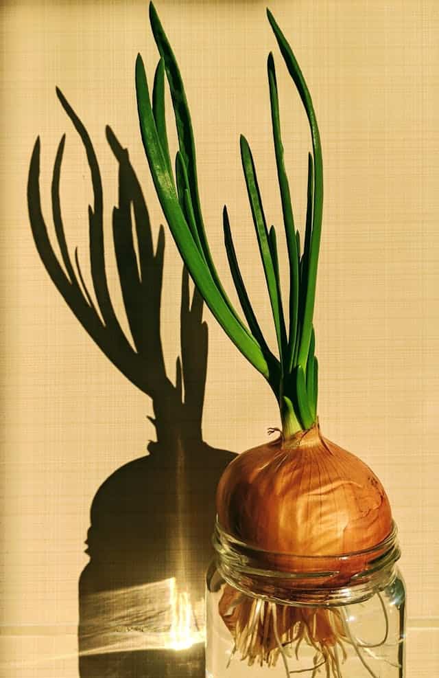 green onion growing in a jar with only water