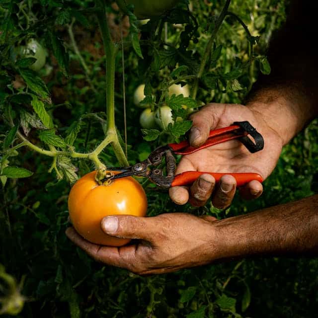 harvesting tomato
