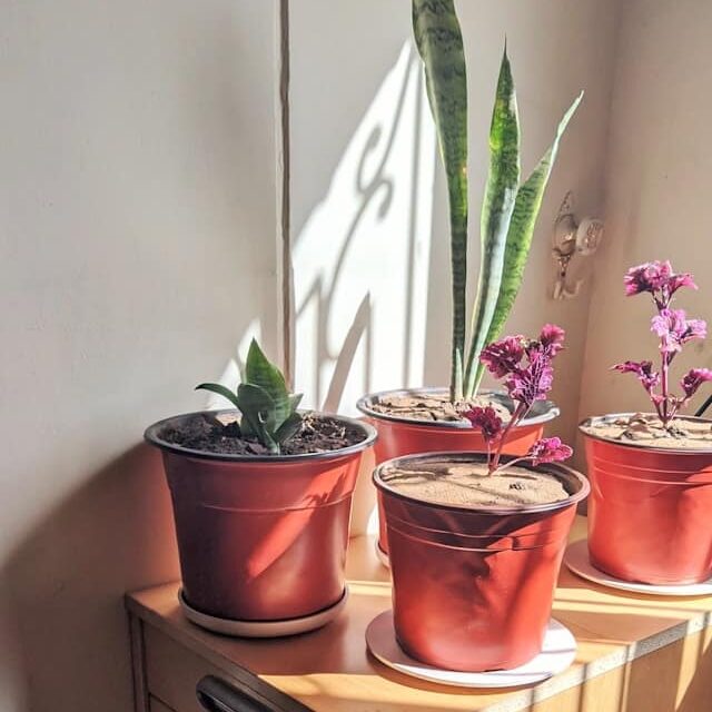 houseplants in pots near a window