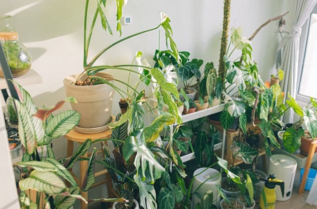 indoor plants near a window