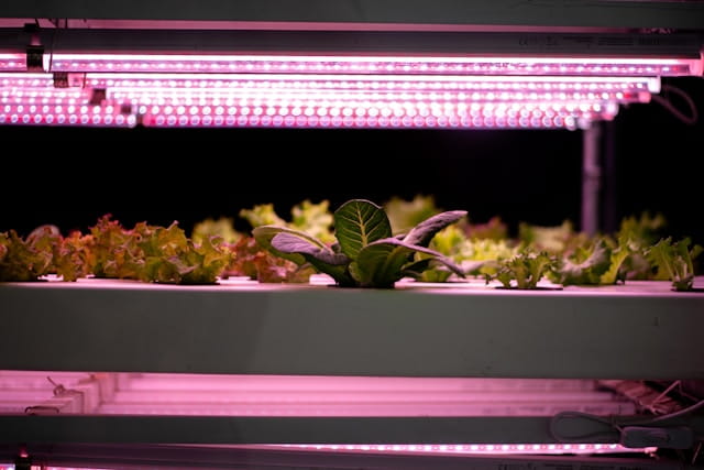 plants under grow lights