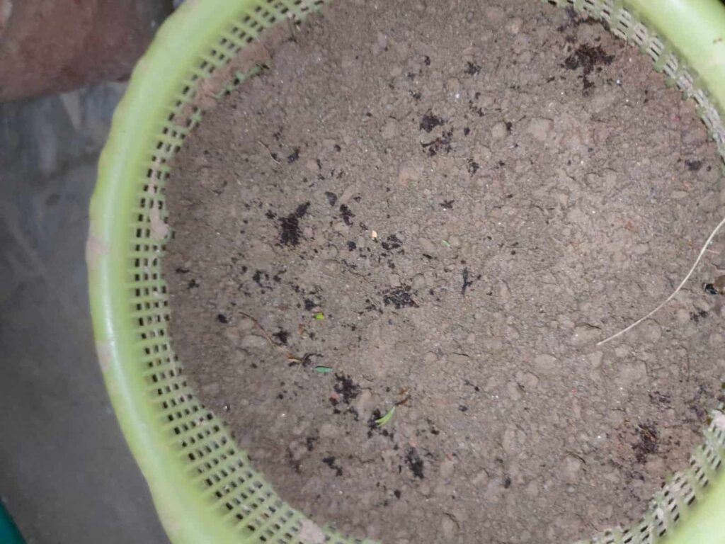 coriander seeds planted in a plastic strainer basket