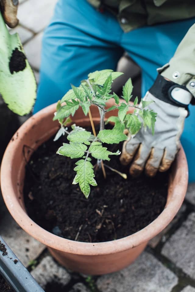 transplanting cherry tomato in a pot
