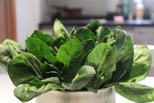 how to grow spinach indoors