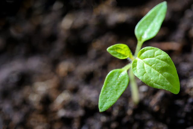 spinach seed sprouting from soil
