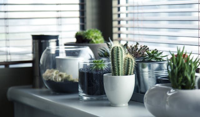 succulents in pots near window