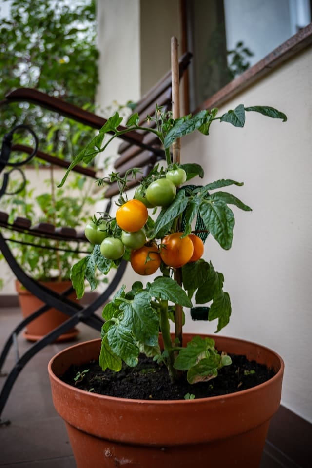cherry tomato in a pot