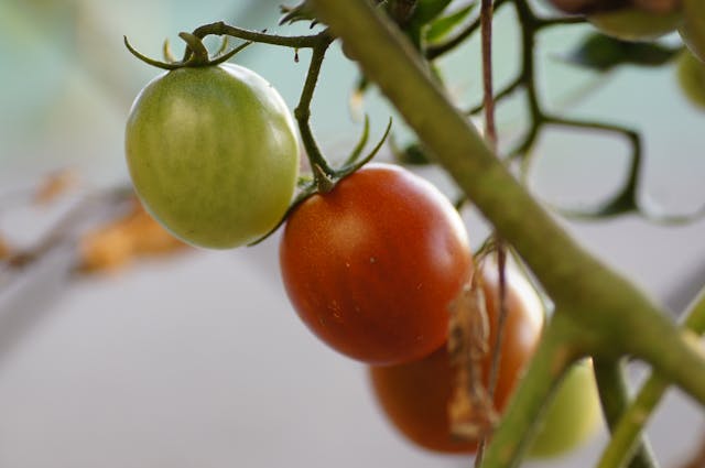 tomatoes green to red