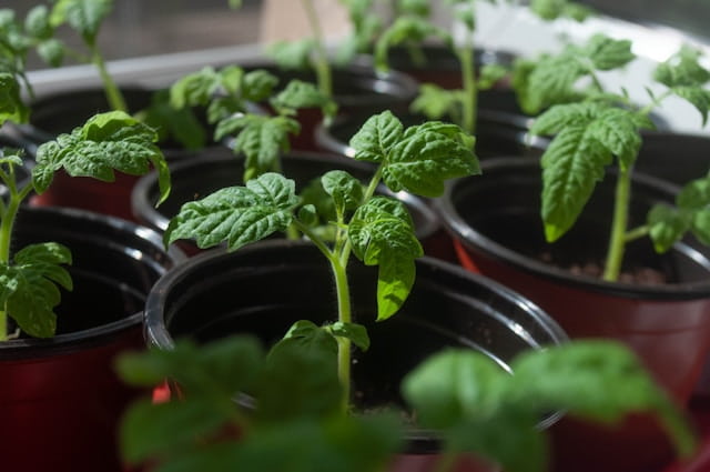 vegetables in pots indoor