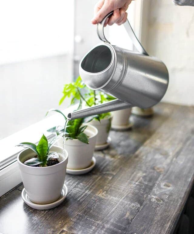 water requirements for indoor plants