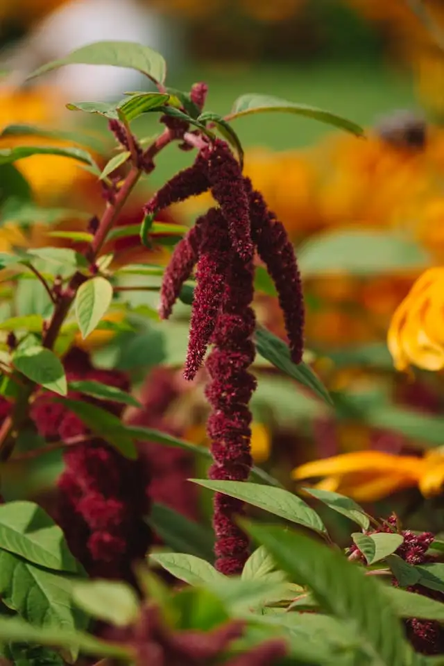 Amaranth Microgreen Seeds