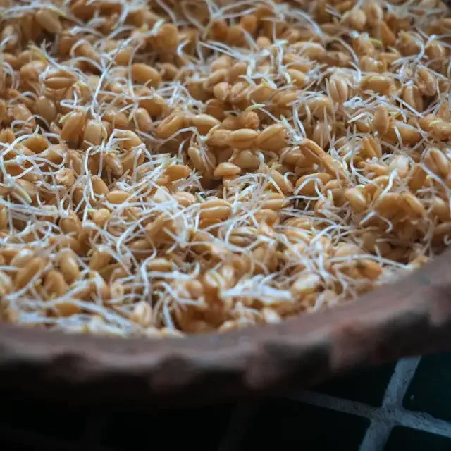 Best Microgreen Seeds to Grow Hydroponically at Home