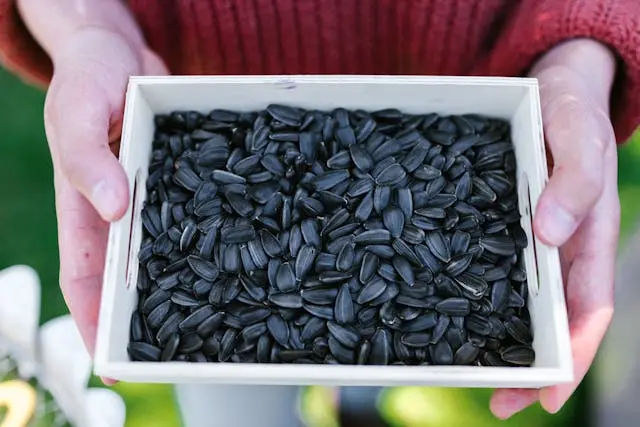 Black Oil Sunflower Seeds