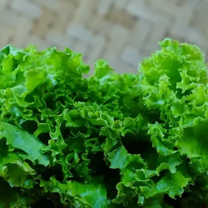 lettuce