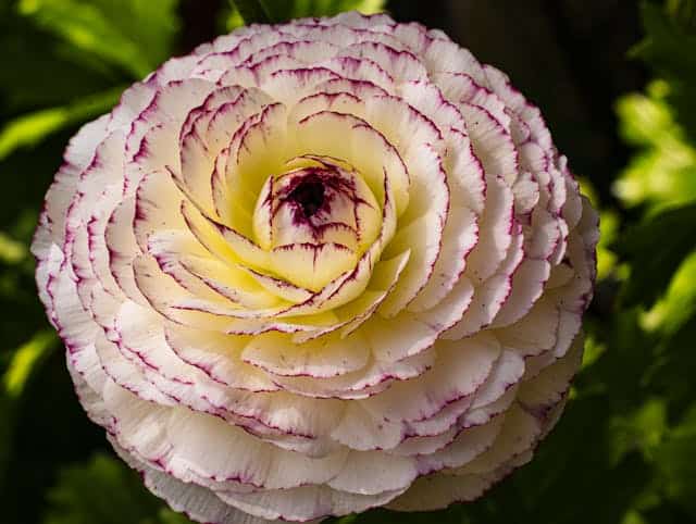 Buttercup (Ranunculus) microgreens