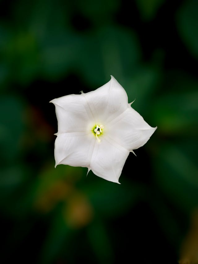 Datura / Jimsonweed microgreens