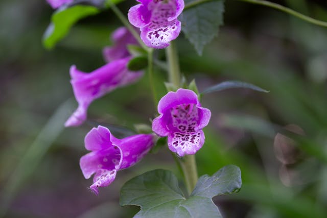 Foxglove (Digitalis) microgreens