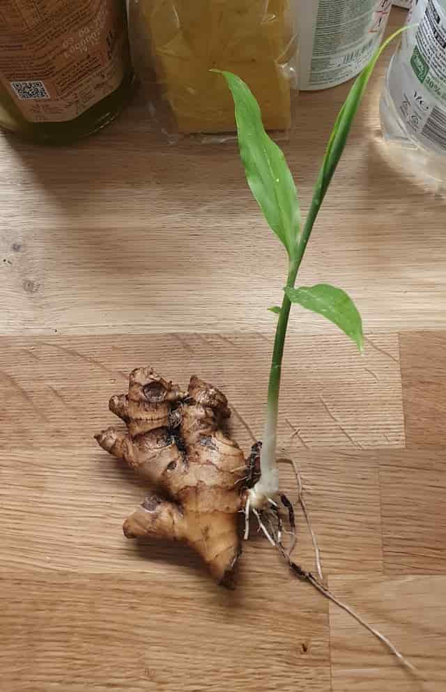 Ginger plant