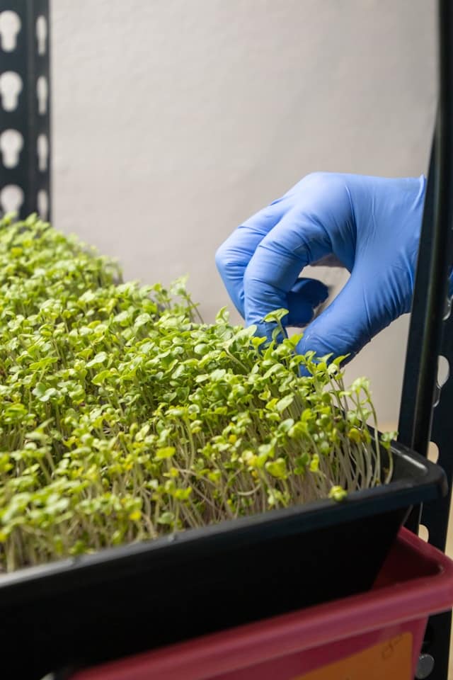 Grow Hydroponic Microgreens at Home