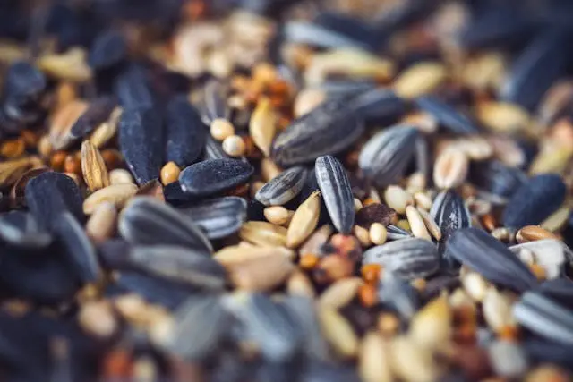 How to Choose the Right Microgreen Seeds