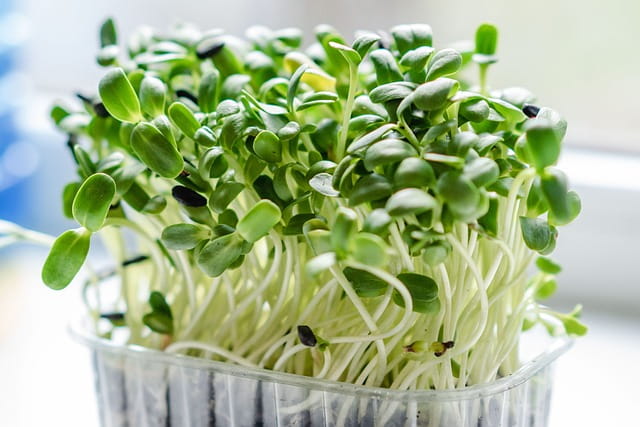 How to Grow Sunflower Microgreens (Step-by-Step)