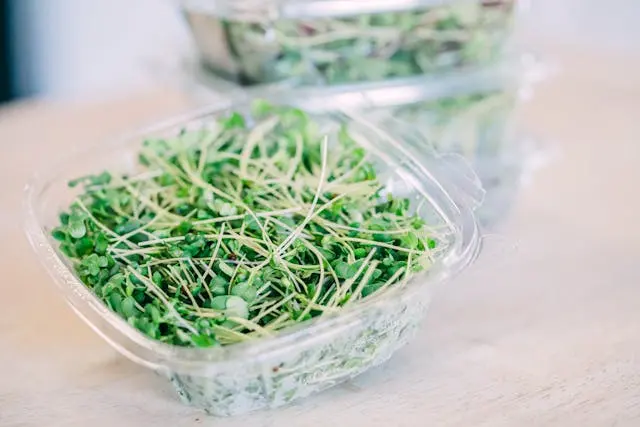 How to Harvest Sunflower Microgreens