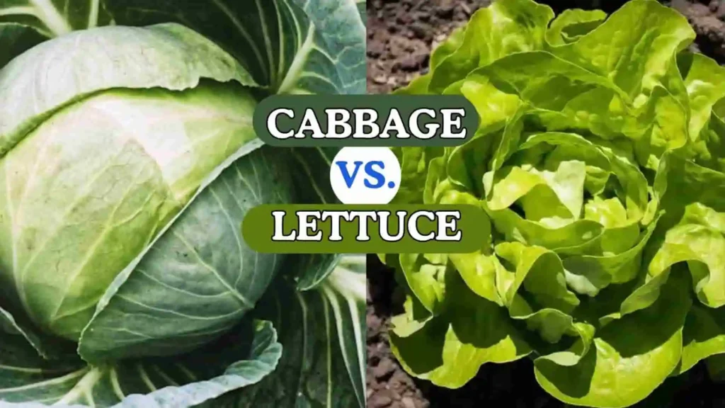 lettuce vs cabbage