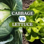 lettuce vs cabbage