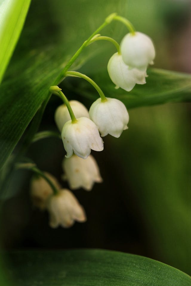 Lily of the Valley (Convallaria majalis) microgreens