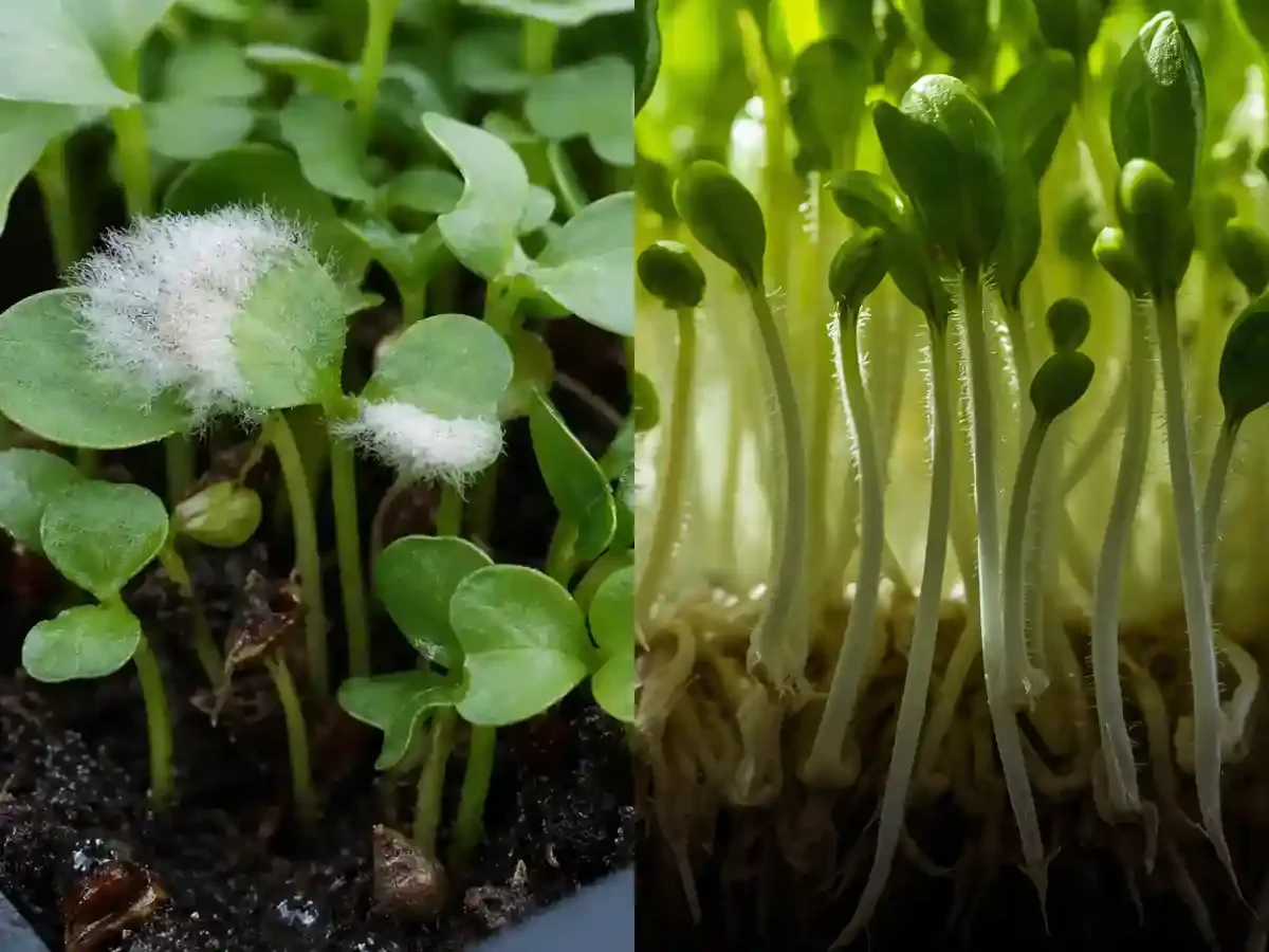 Mold or Root Hairs