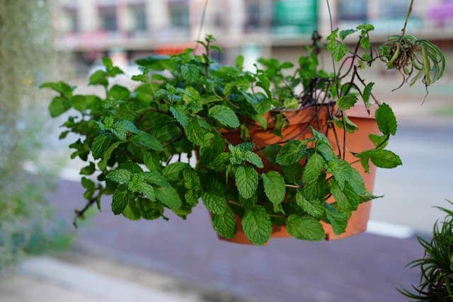 Peppermint plant in a pot