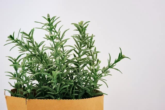 Rosemary plant in a pot