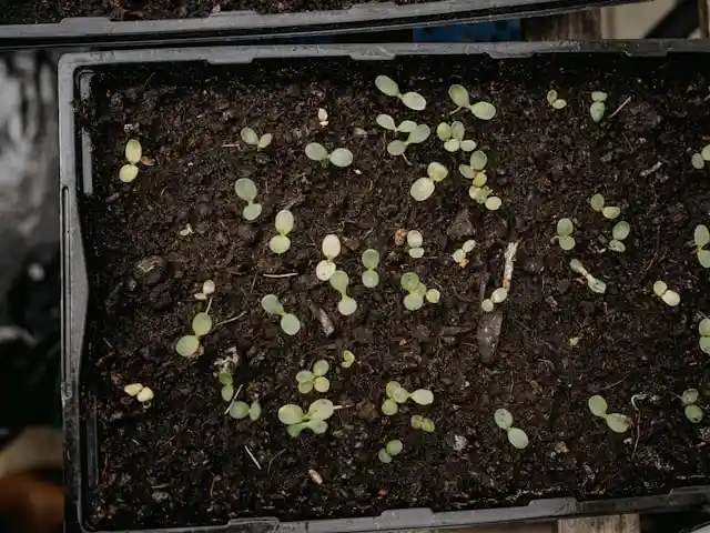 Slow or Uneven Germination