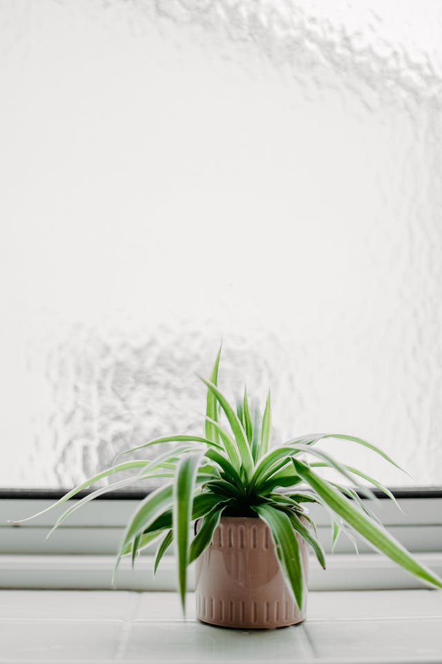spider plant in a brown pot