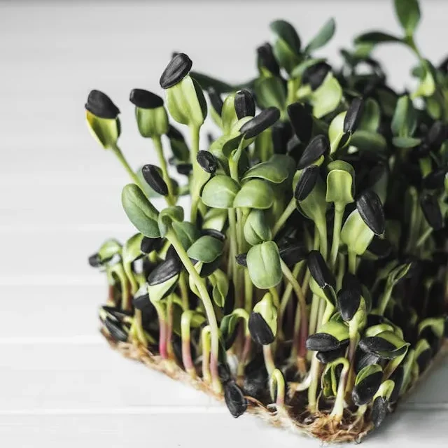Stop Mold on Sunflower Microgreens