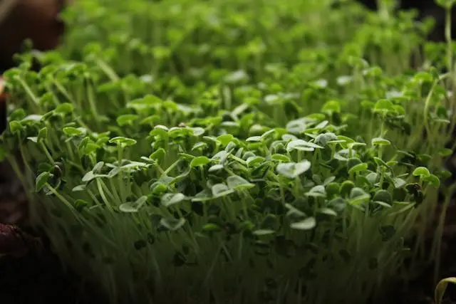 Sunflower Microgreens Leggy, Yellow or Falling Over