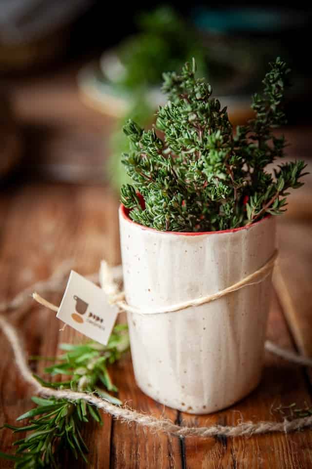 Thyme plant in a pot