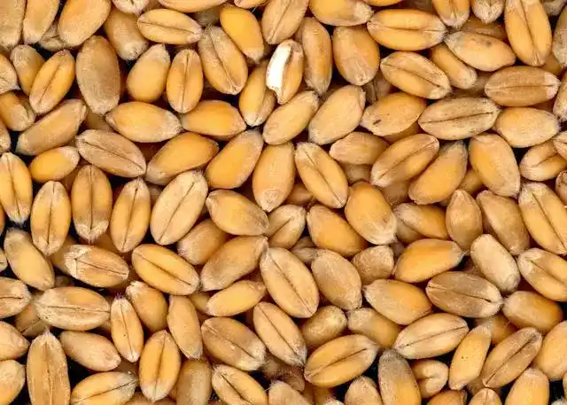 Wheat Berries seeds