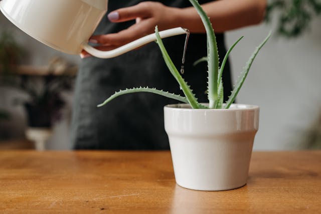 aloe vera in a white pot