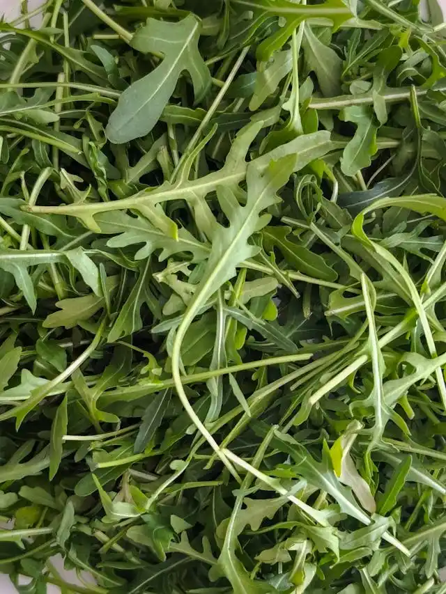 Arugula Microgreen Seeds