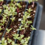 best microgreen seeds to grow